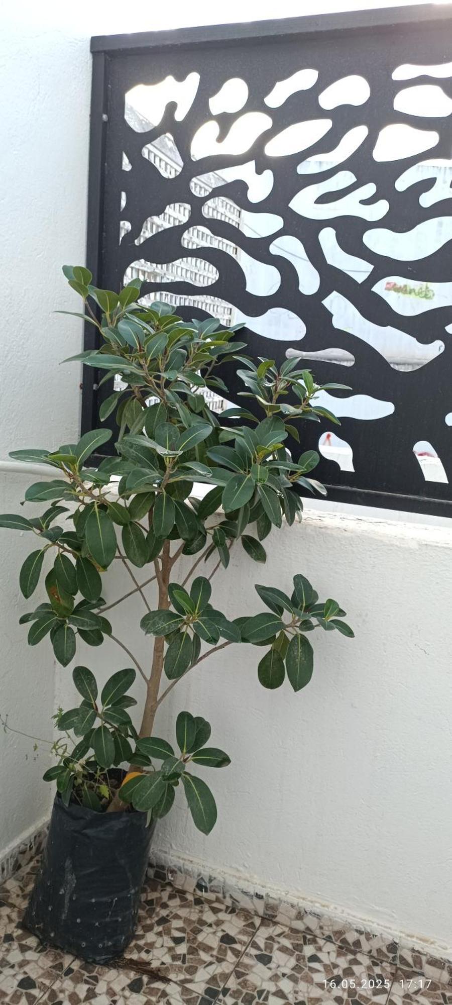 Residence Debbabi Sans Coupure D'Eau Μοναστίρ Δωμάτιο φωτογραφία